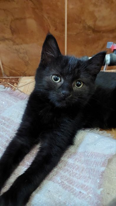 Кошеня-хлопчик 2,5міс.врятували з вулиці, мріє про люблячу родину!