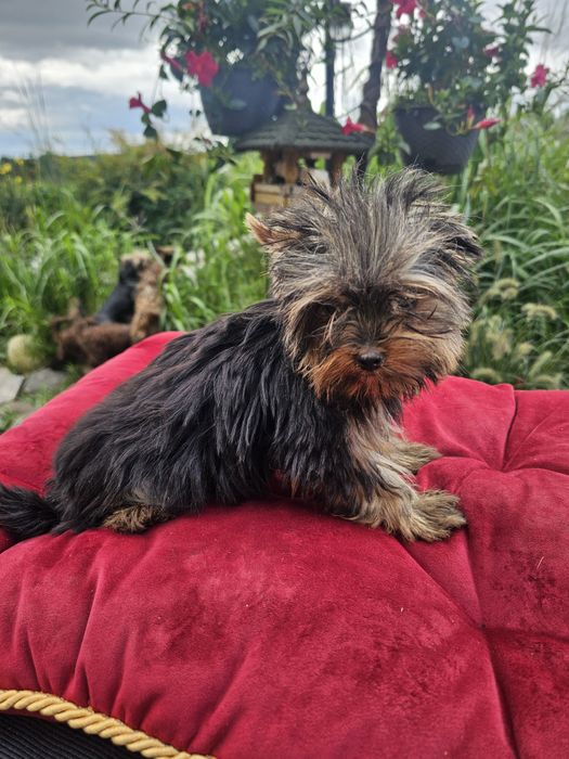 York terrier carier piesek malutki 5 mc waga 1300gr