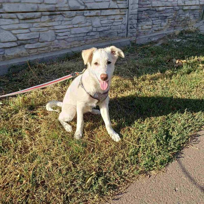 Мальчики девченки в поисках дома