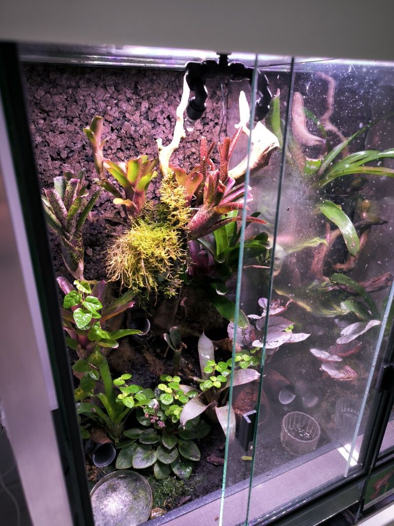 Podwójna dysza system zraszania vivarium drzewołazy terrarium