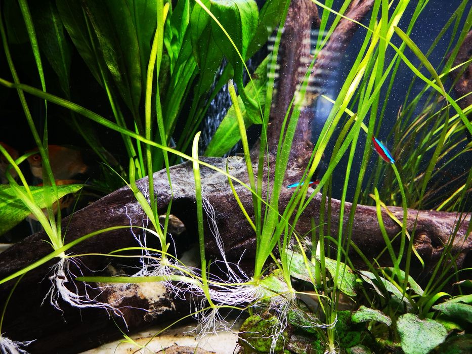 Valisneria spiralis sadzonki