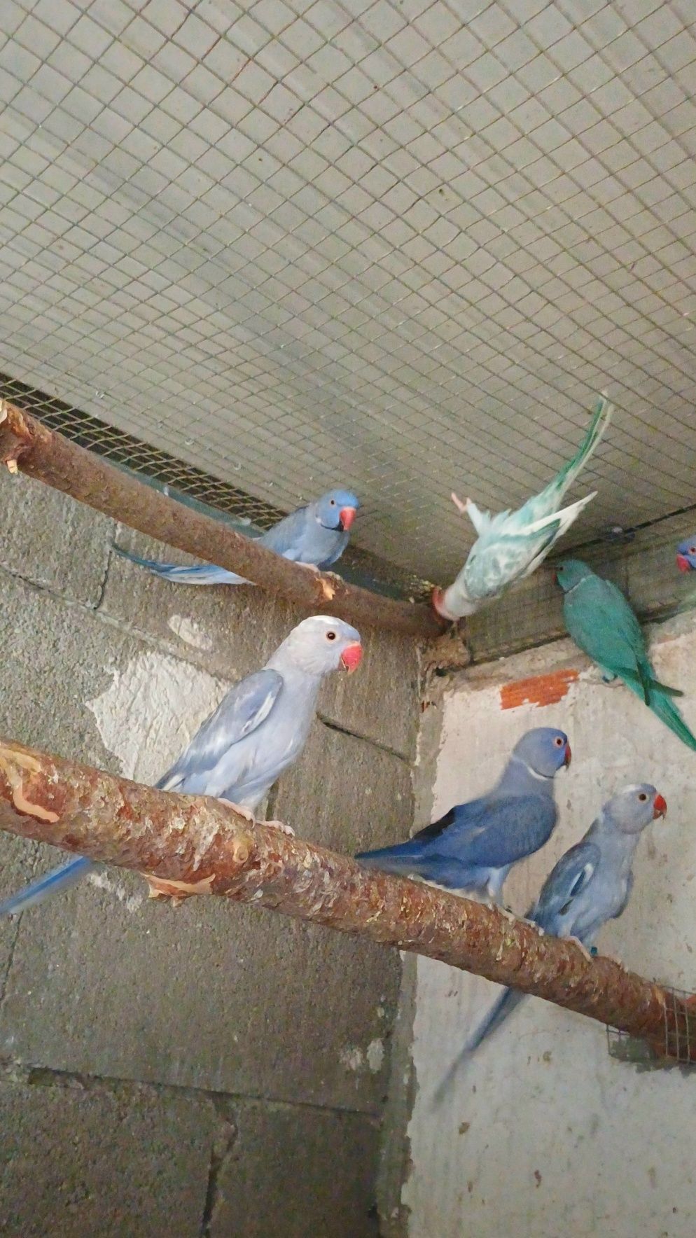 Ring necks para dispensar