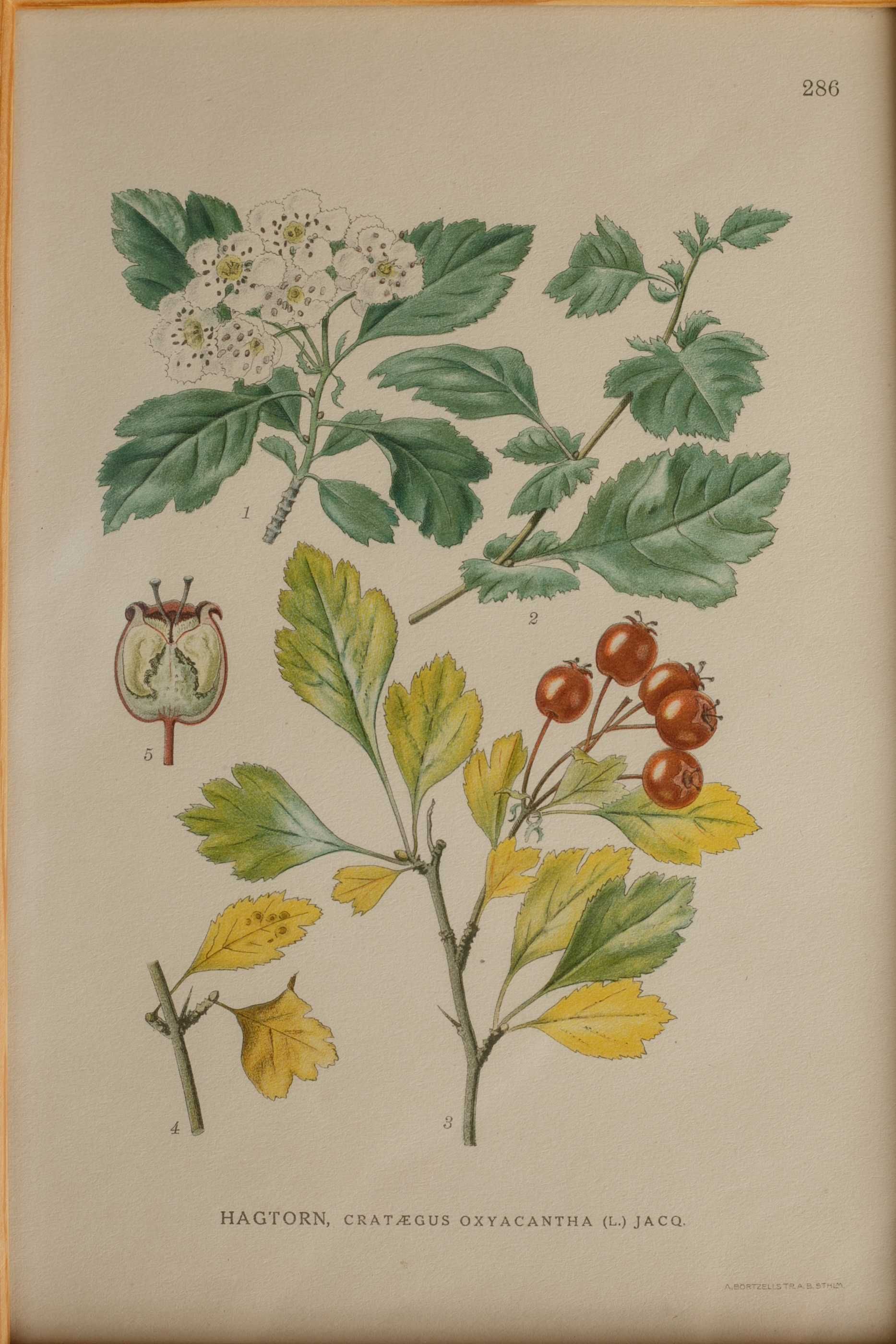 rycina botaniczna w drewnianej ramce, głóg