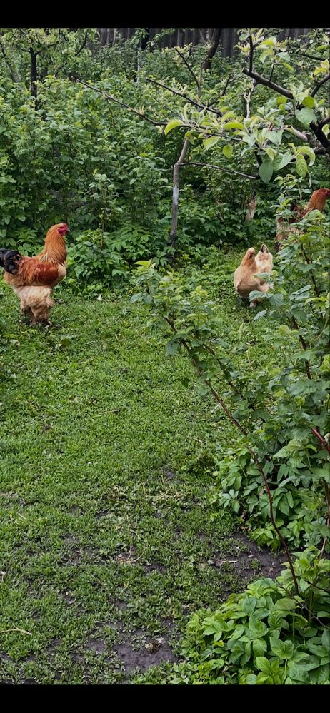Кури та курчата породи брама