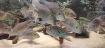 Ziemojady Geophagus Sveni