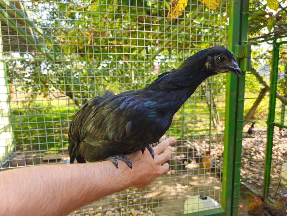 Kura Ayam Cemani
