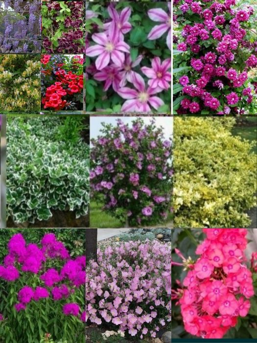 Акебия лиана, жимолость глицини, кампис, роза, мн