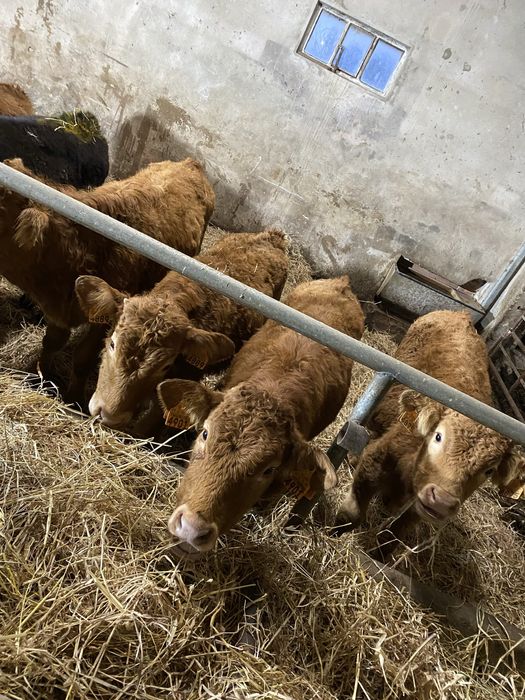 Vitelos cx de Limousines