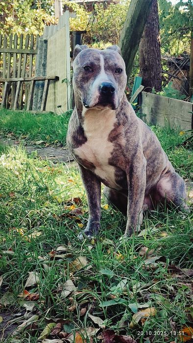 Цей чарівний хлопець шукає свою наречену