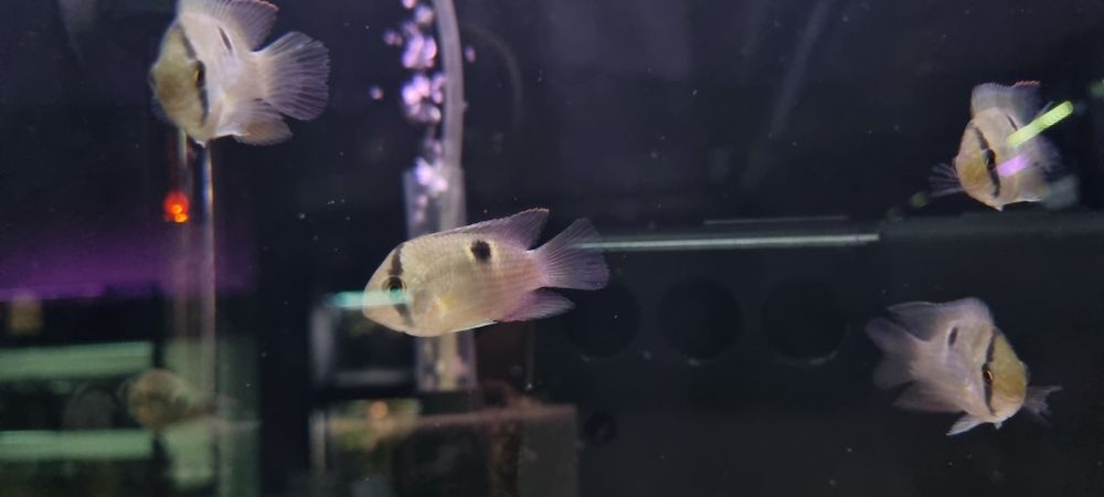 Akara z maroni (wysyłamy)