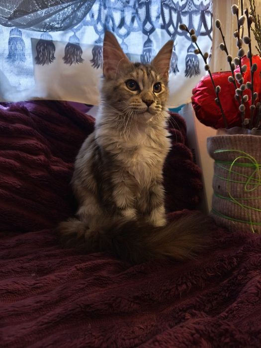 Мейн-Кун кошенята