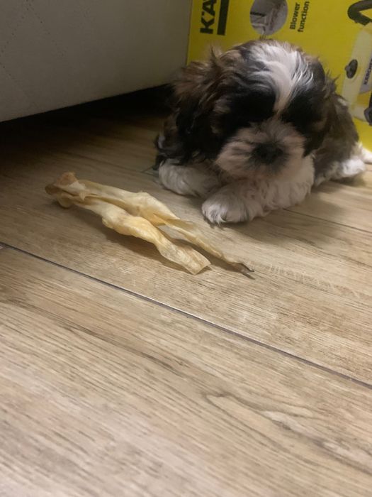 Shih-tzu do adopcji