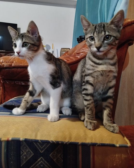 Dois gatinhos machos