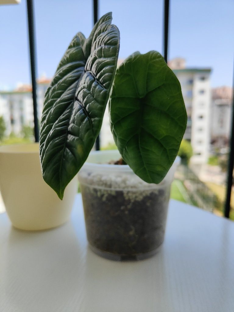 Alocasia sinuata // planta interior