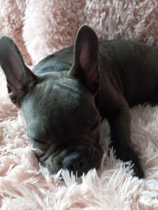Buldog francuski niebieski chlopak