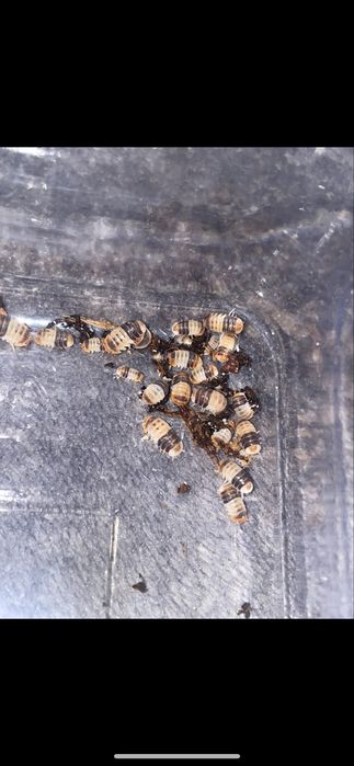 Isopody Cubaris white shark