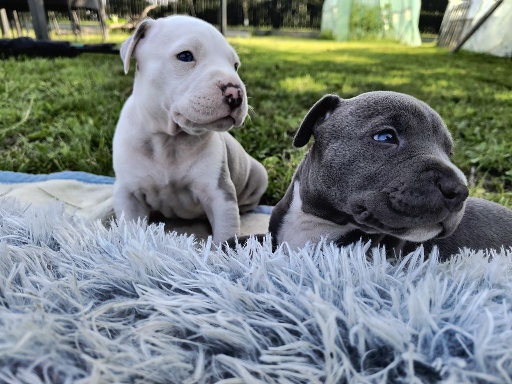 Amstaff Staffordshire Terrier piesek błękitny
