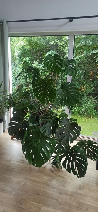 Monstera Delciosa