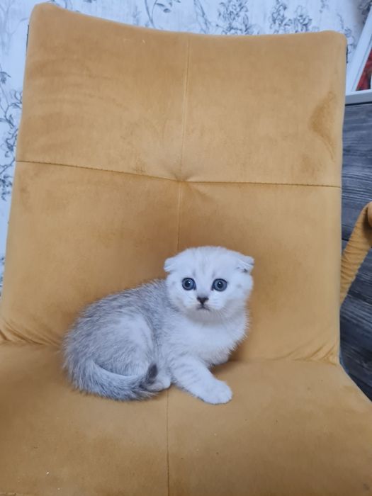 Вислоухий котёнок серебристая шиншилла мальчик, шотландский котёнок
