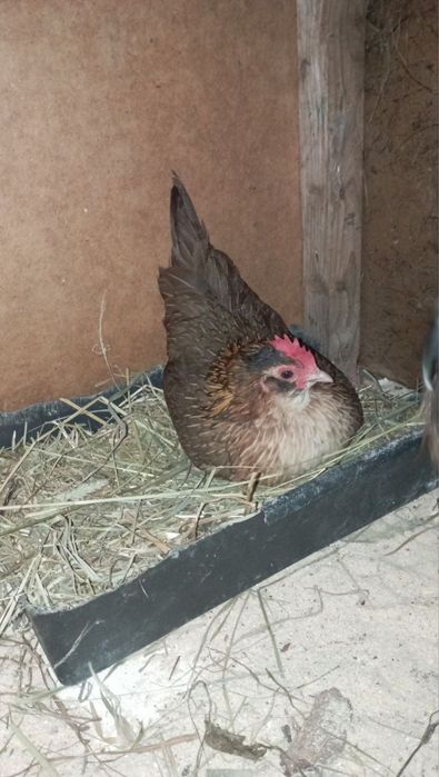 Продам пару бетнамки