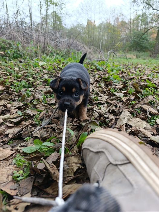 Oddam szczeniaki