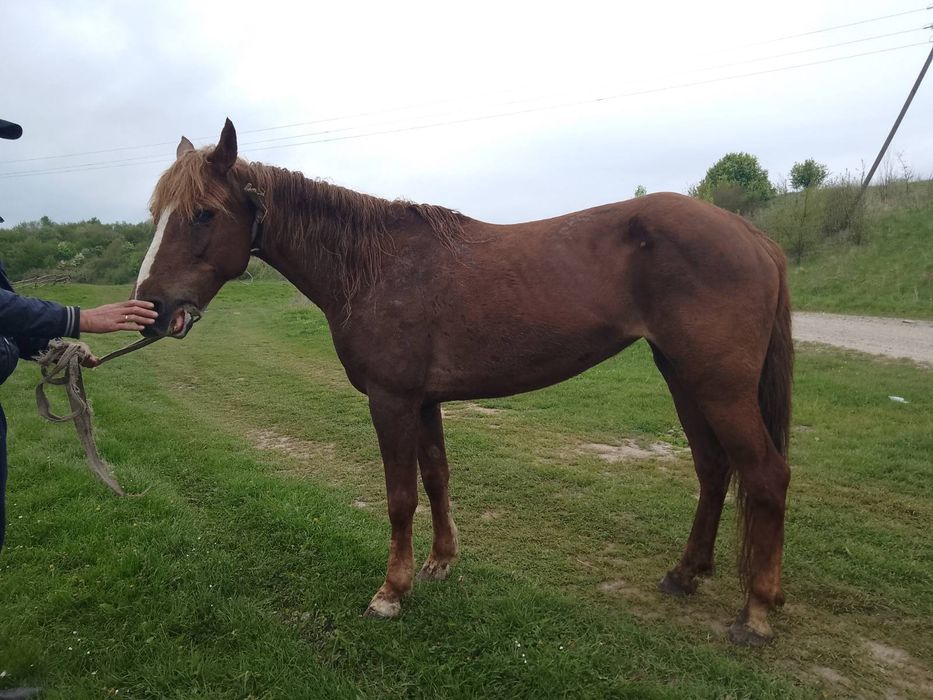 Продається кобила!