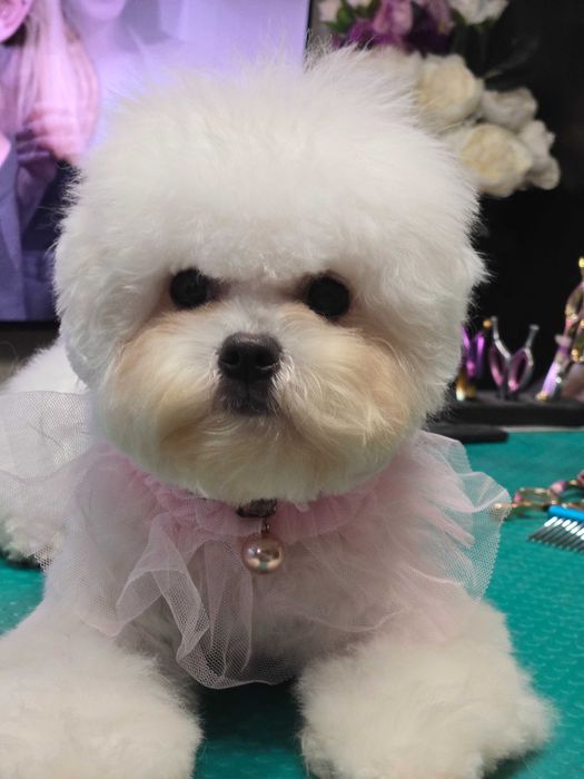 Бишон Фризе..Щенки ТИКАП ( мини). дорого.