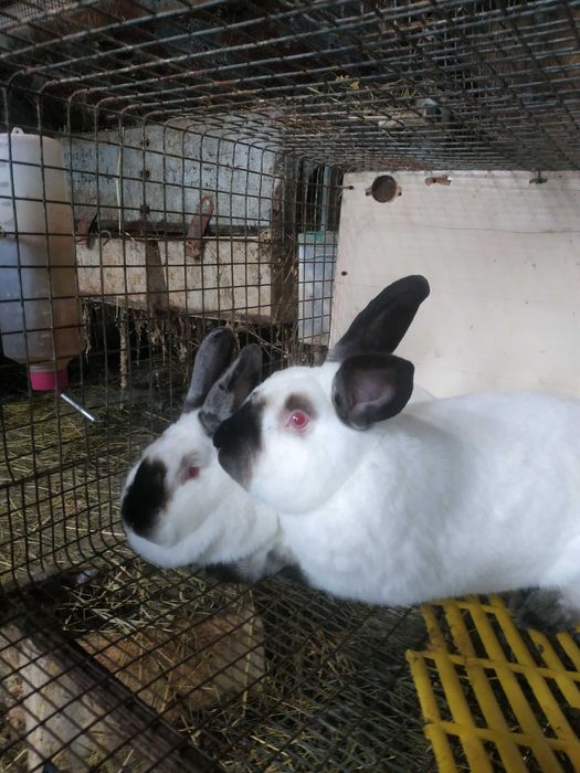 Продам кролі.   Каліфорнія