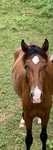 Vendo poldro lusitano