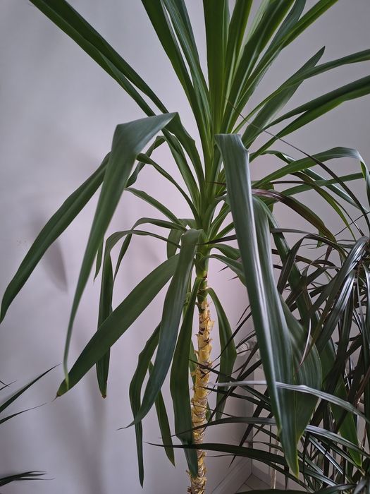 Вазонок юка 2м, пальма 1.7м
