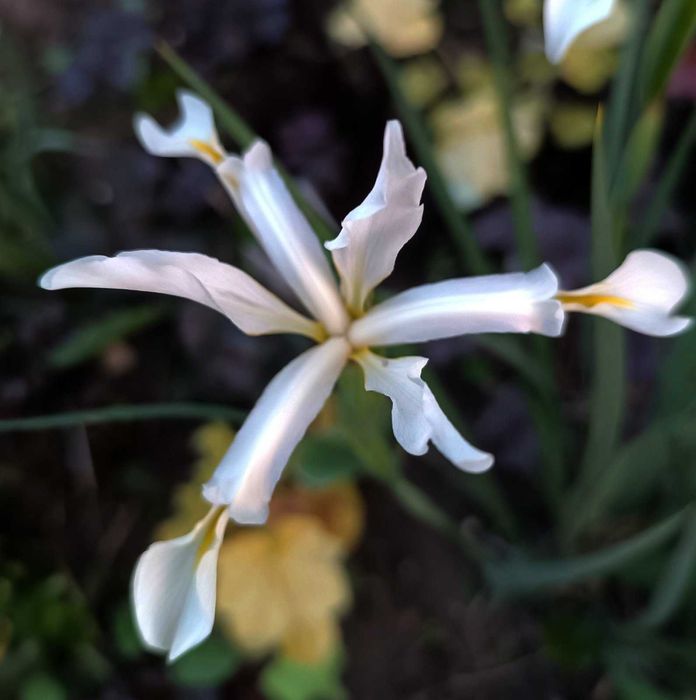 Амсонія, ларіопе, вероніка Сива дама, ірис Спурія