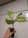 Syngonium Freckles zroslicha