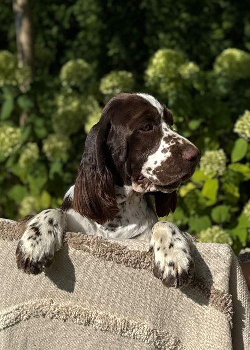 Pies rasy Springer Spaniel Angielski ZKwP FCI