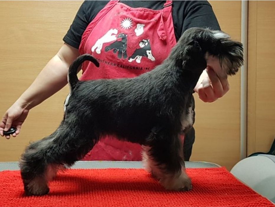 Sznaucer miniaturowy czarno-srebrny - RODOWÓD FCI !!!