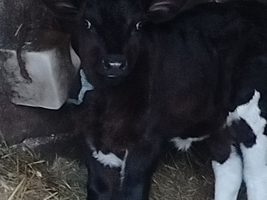 jałówka LM Mięsna Lm cielak ciele