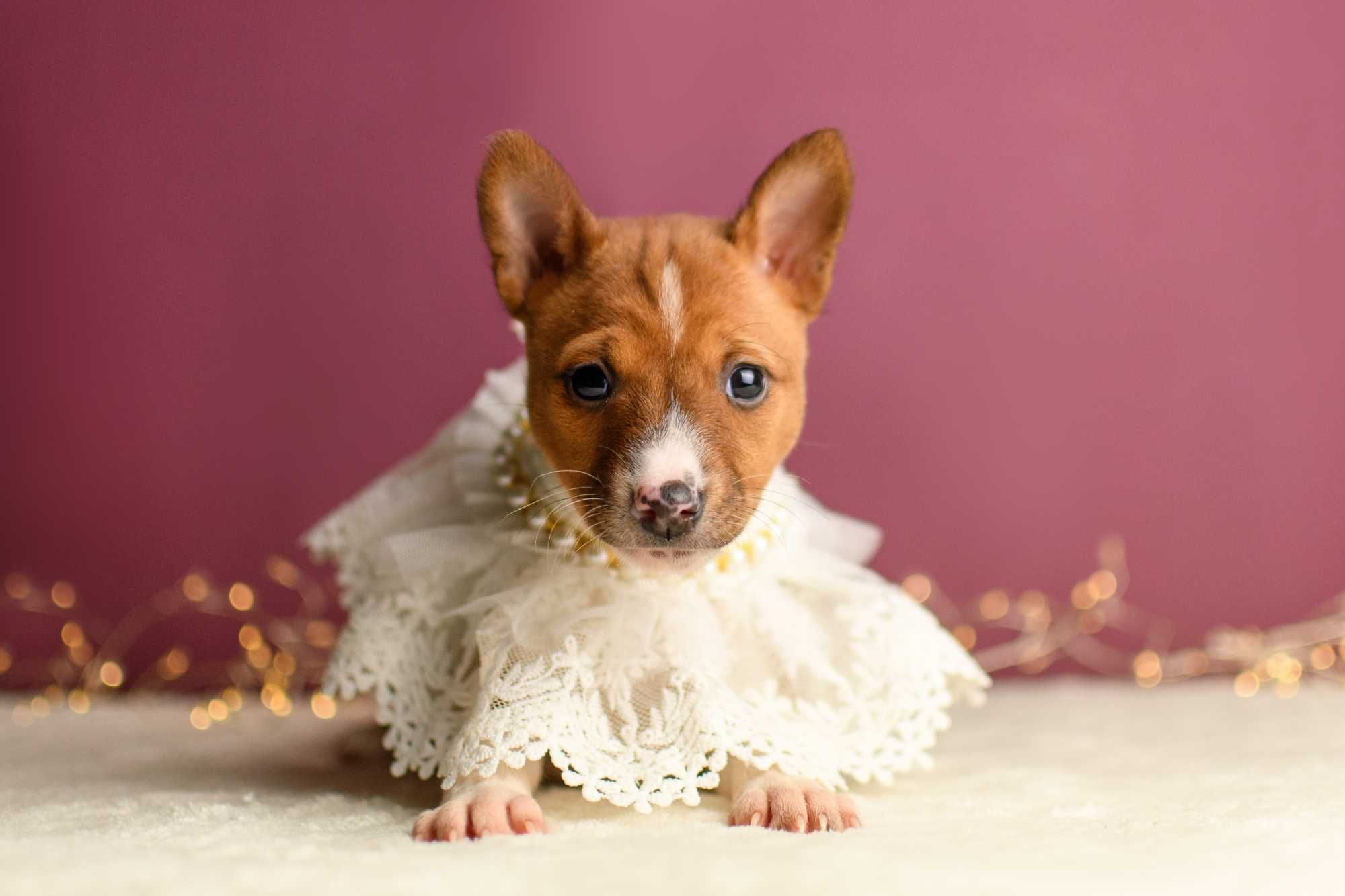 Прекрасная девочка басенджи (basenji)