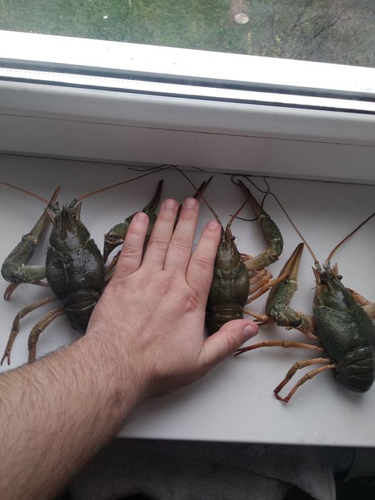 Живі річкові раки