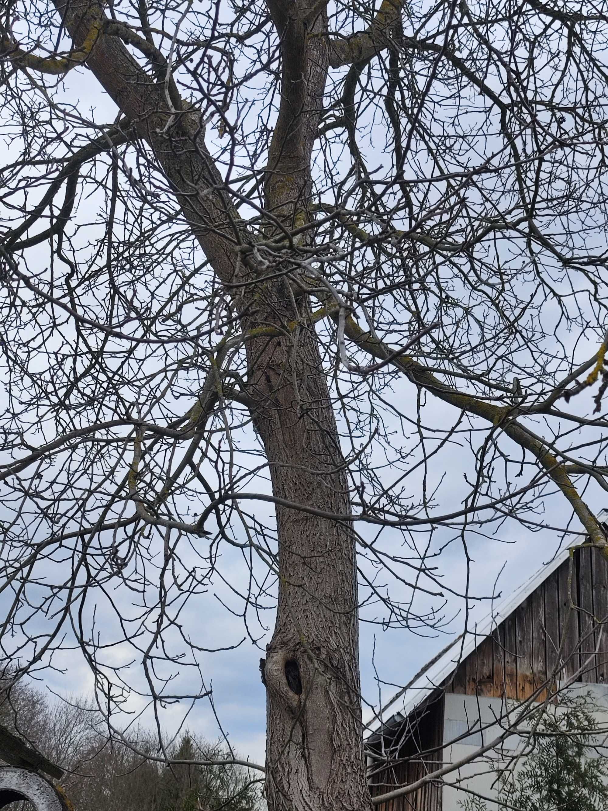 Sprzedam do wycinki własnej orzecha włoskiego