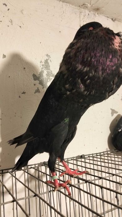 Garłacze Stawaki  polskie