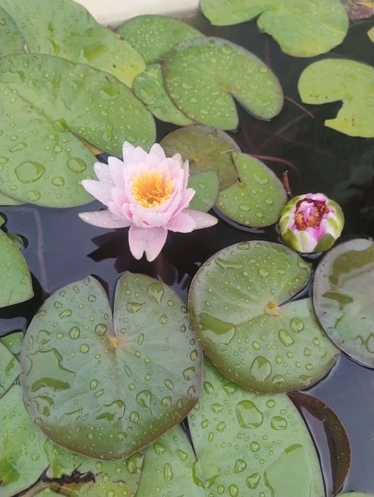 Водяная лилия, кувшинка, водяна лілія, німфея