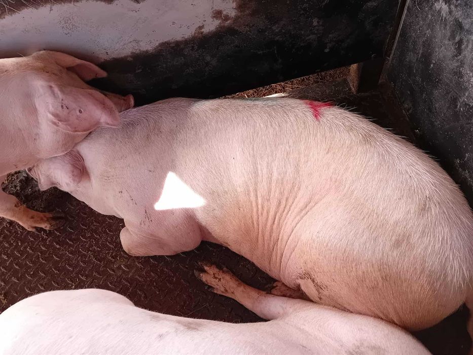 Tuczniki na sprzedaż