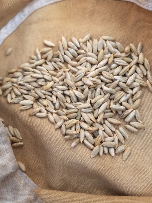 Łubin.żyto jare.owies.nostrzyk.seradela.pszenżyto.facelia.gryka.rzodki