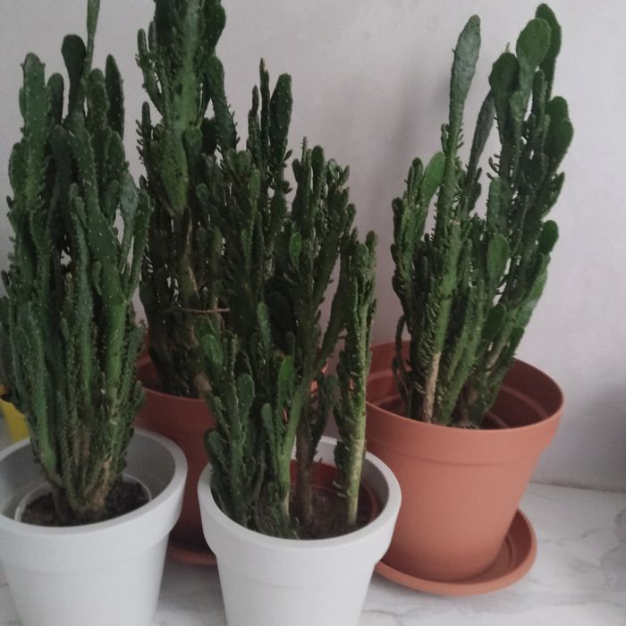 Кактуси   4 штуки