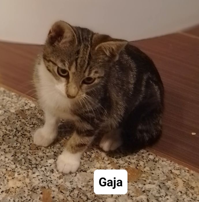 Siostry Busz, Jaga i Gaja