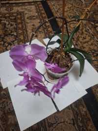 Орхідея фіолетова квітуча