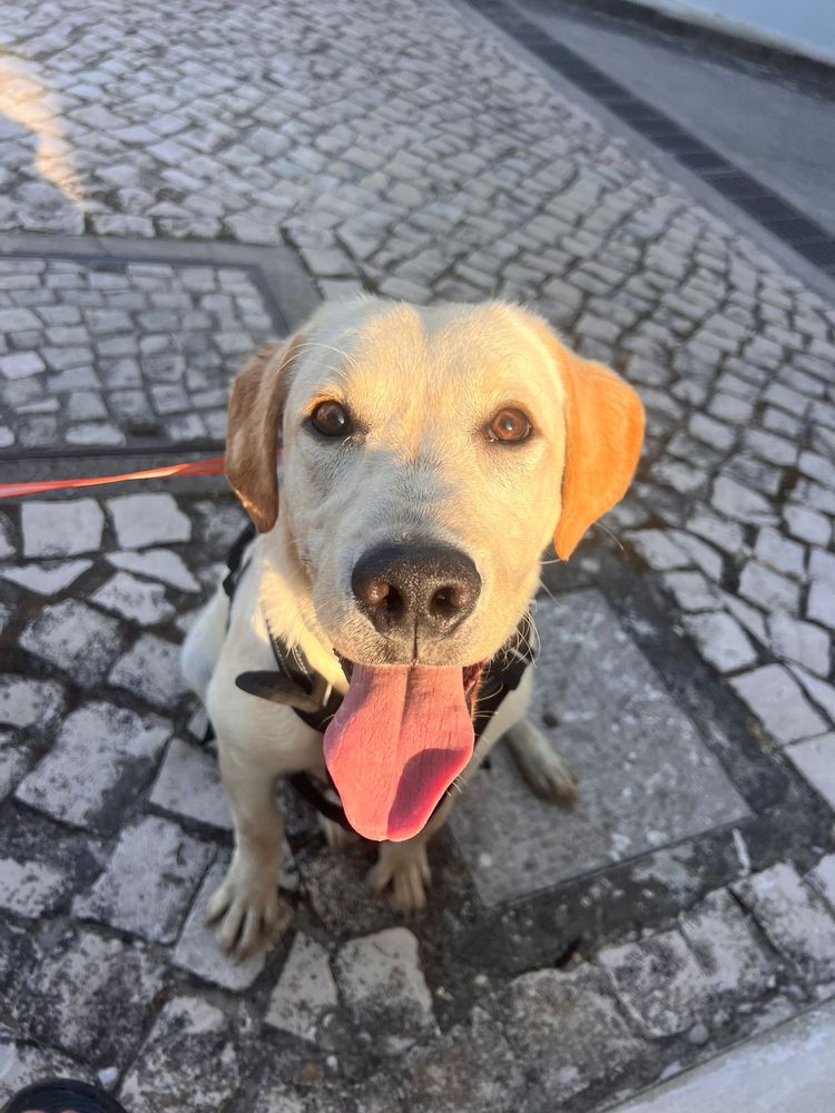 Labrador Puro | 7 meses