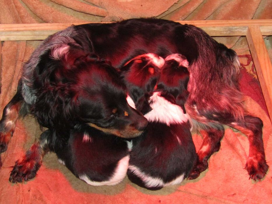 Epagneul Breton Variedade Tricolor LOP/Pedigree/Afixo.