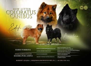 Eurasier- dziewczynka bicolor