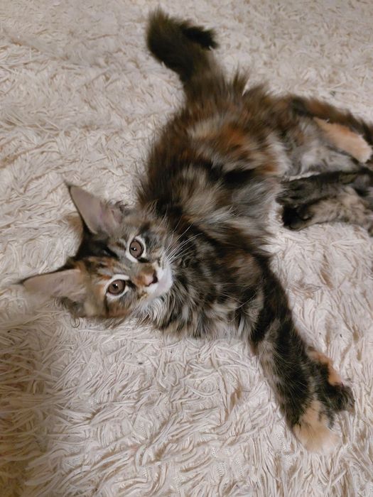 Мейн кун.Мейнкунята дівчата