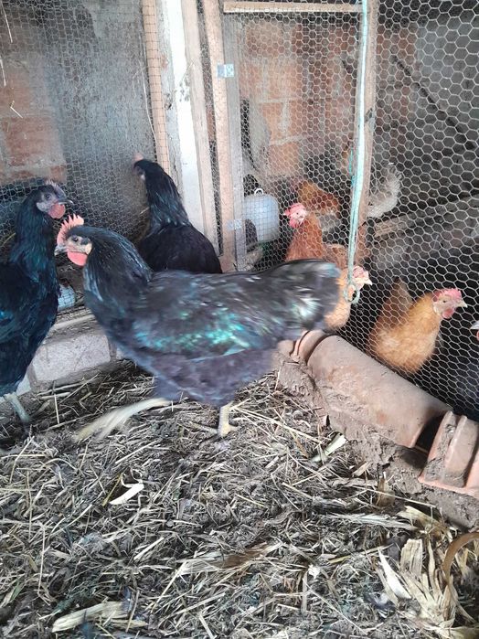 galos jersey gigante e plymouth